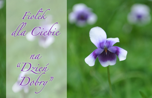 FioÅ‚ek dla Ciebie...na "dzieÅ„ dobry"