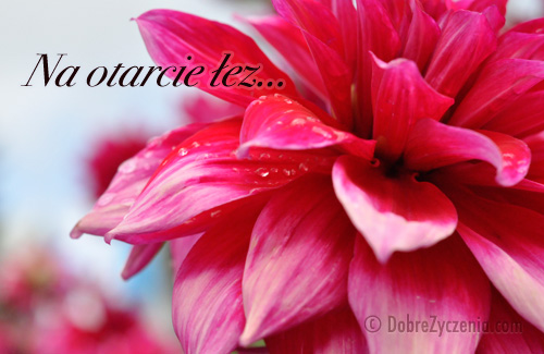 Na otarcie Å‚ez...