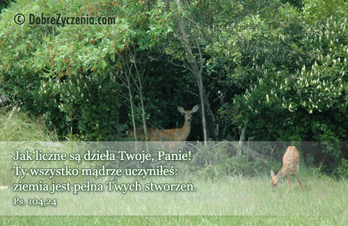 Psalm 104: Jak liczne sÄ… dzieÅ‚a Twoje, Panie!