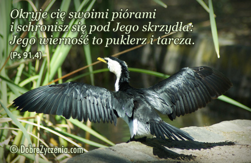 Psalm 91: I schronisz siÄ™Â pod Jego skrzydÅ‚a.