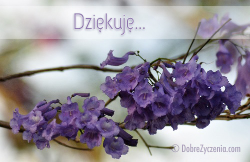 DziÄ™kujÄ™...