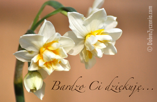 Bardzo Ci dziÄ™kujÄ™...