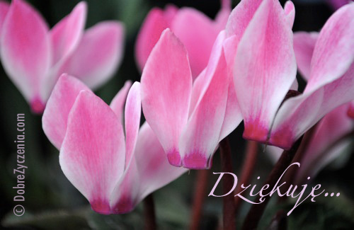 PiszÄ™, Å¼eby powiedzieÄ‡ "DziÄ™kujÄ™" 