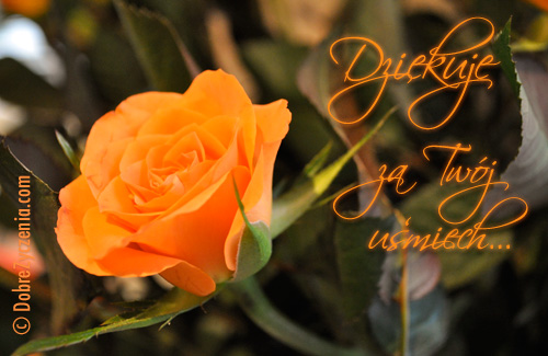 DziÄ™kujÄ™ za TwÃ³j uÅ›miech...