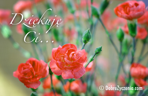 DziÄ™kujÄ™Â Ci ... 