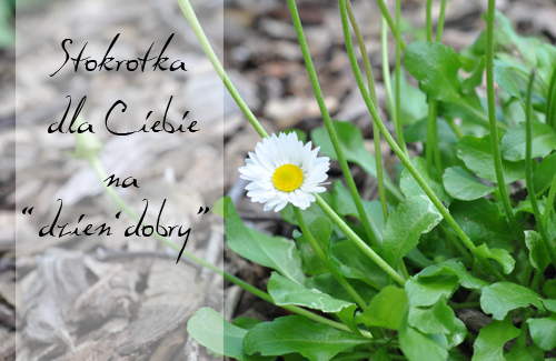 Stokrotka dla Ciebie na "dzieÅ„ dobry"!